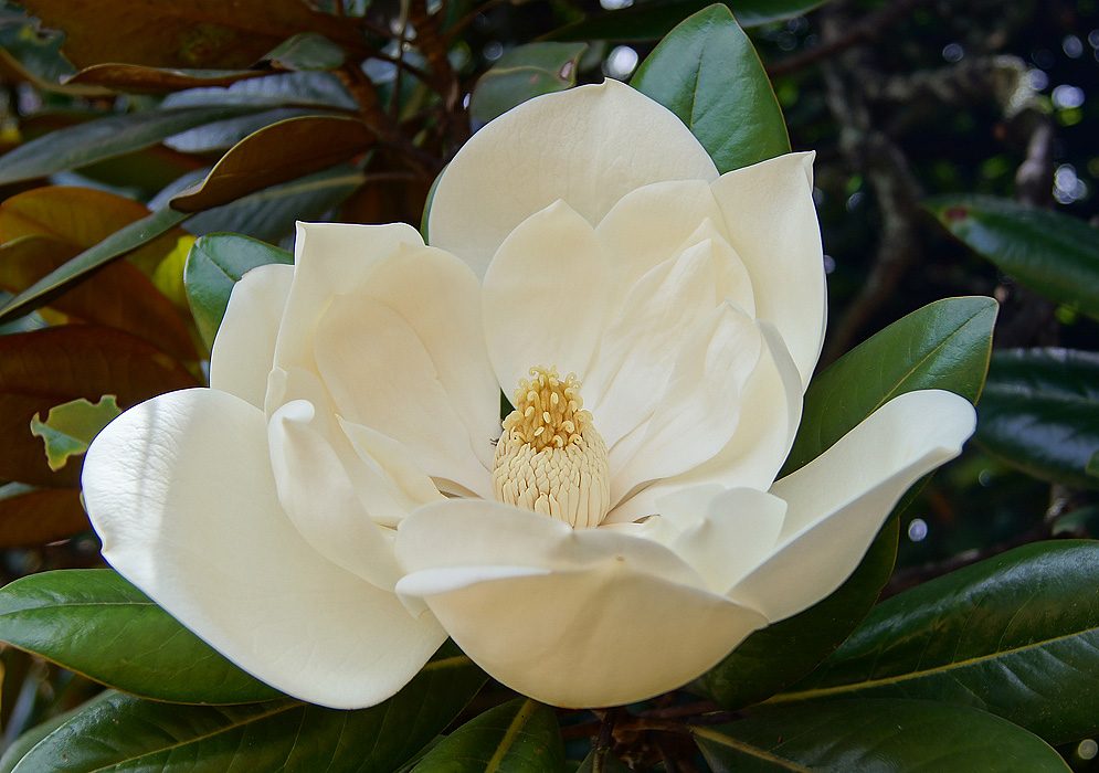 magnolia-blanca.jpg