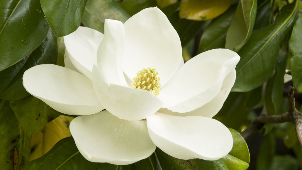 magnolio-1280x720x80xX-1.jpg