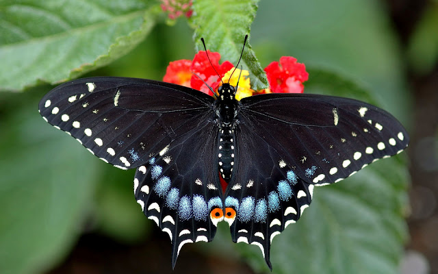 MariposaCola.jpg
