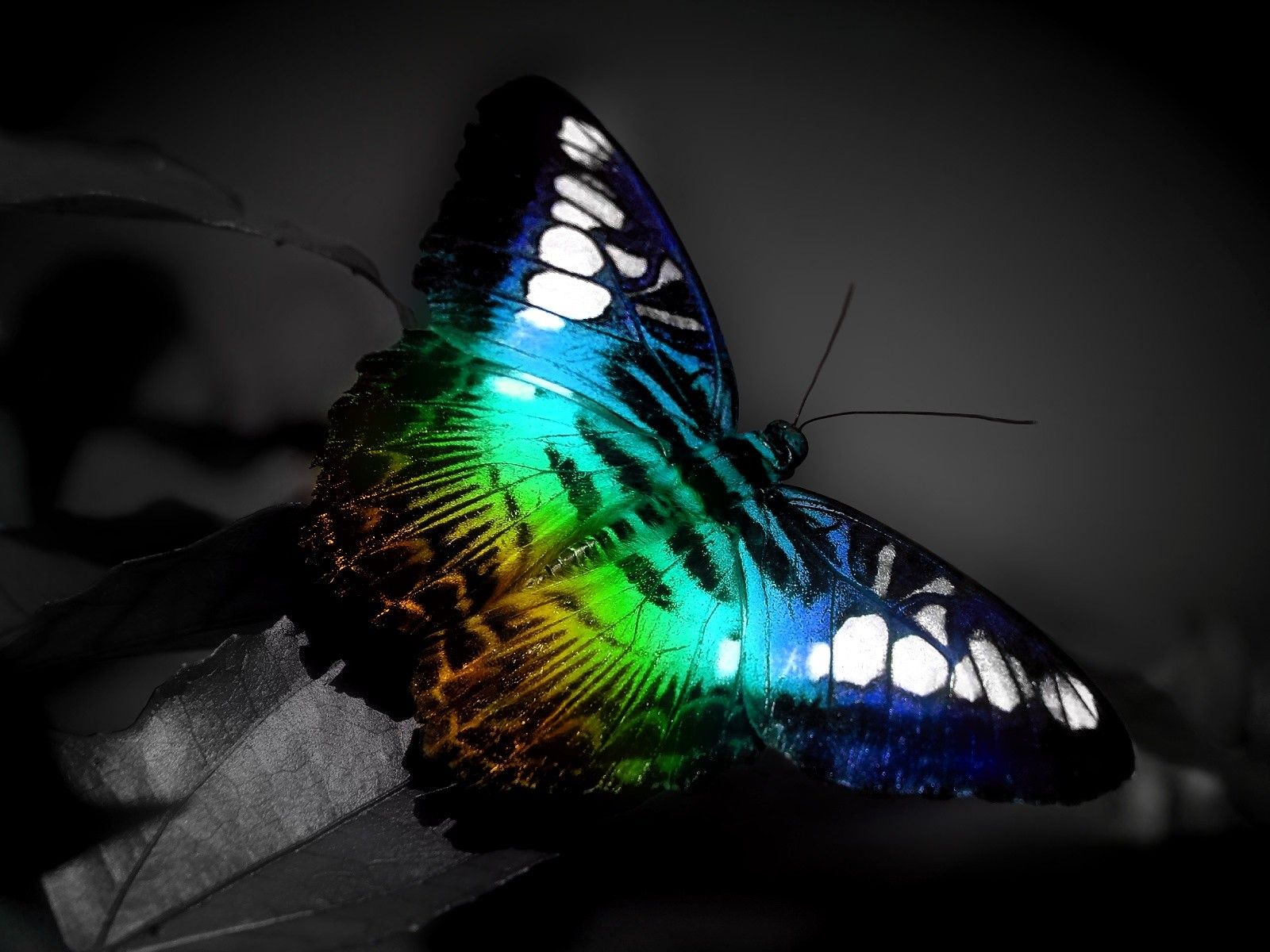 MariposaColor.jpg