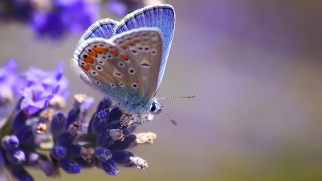 MariposaFlor.jpg