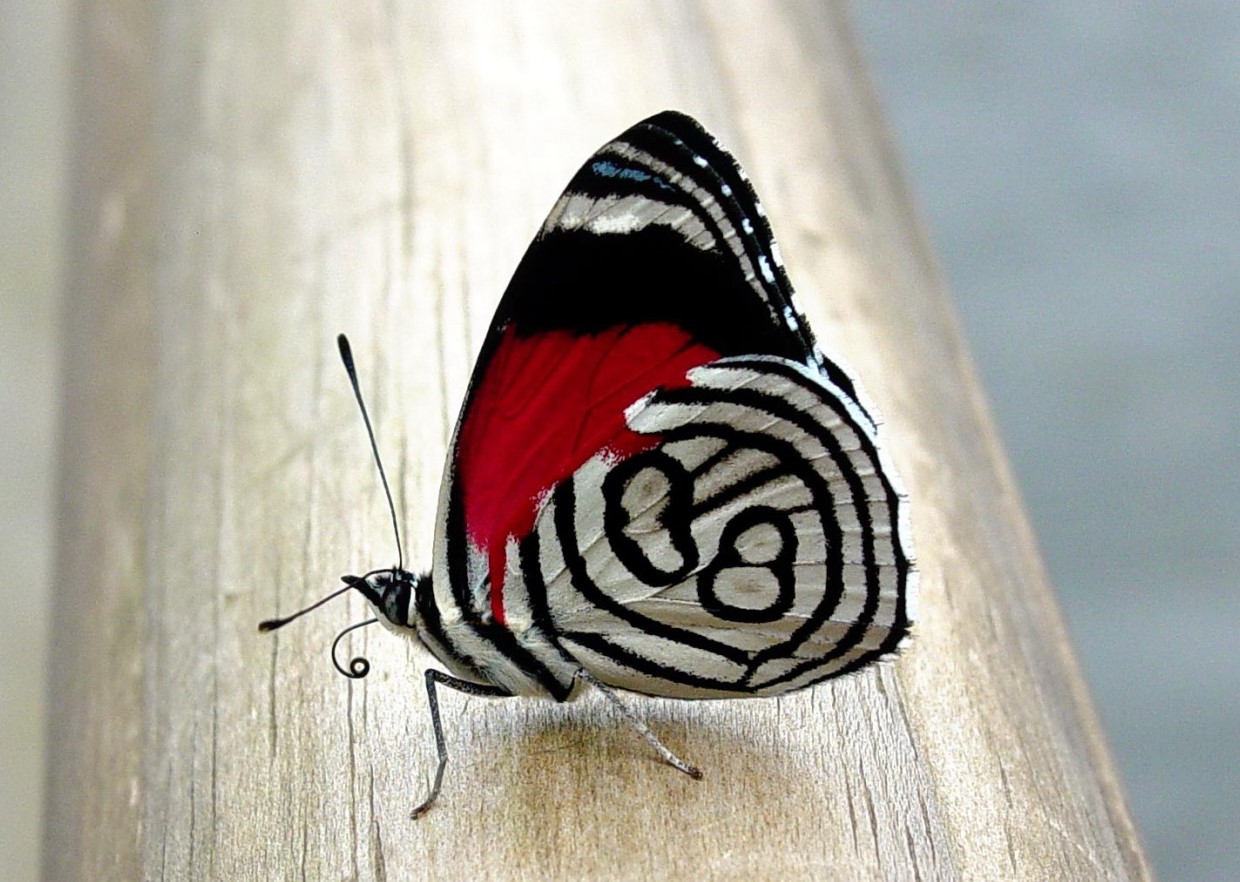 MariposaRoja.jpg