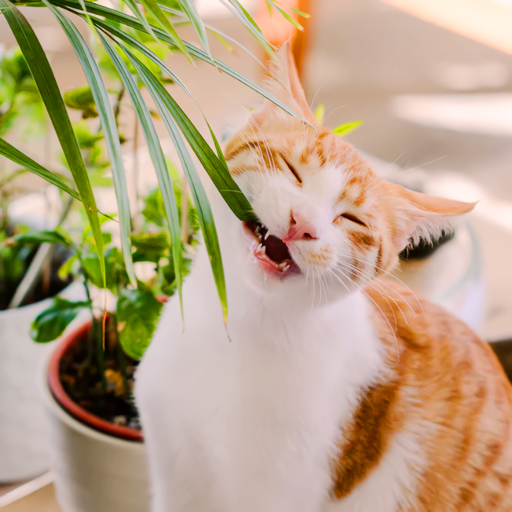 Ojo que el Gato muerde.png