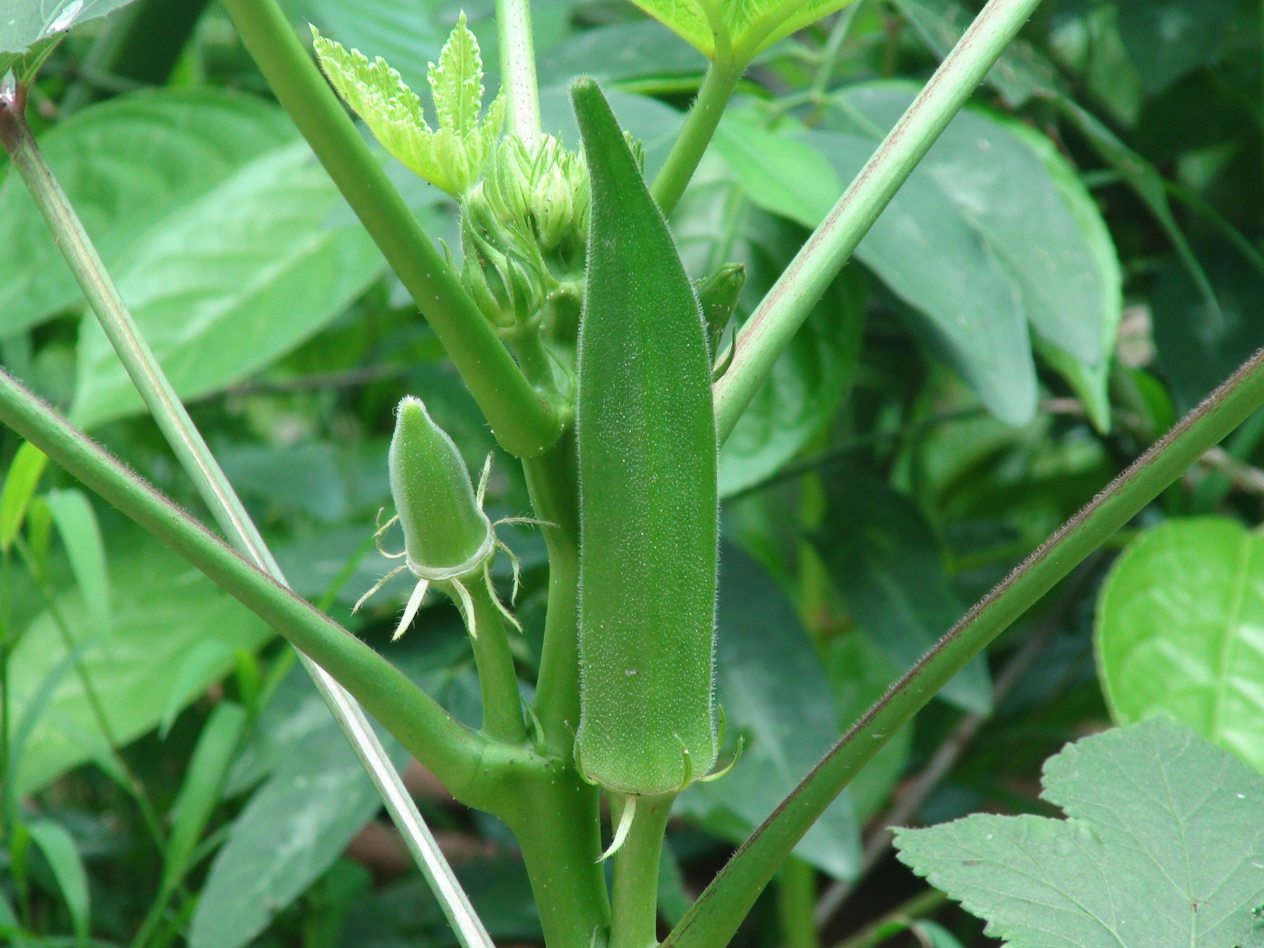 okra4.jpg