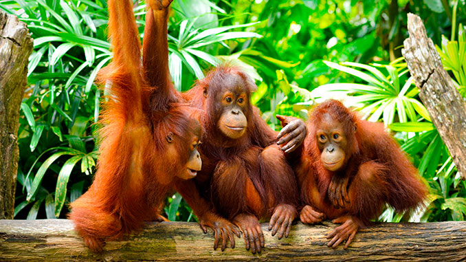 orangutanes.bebe_-338096184.jpg