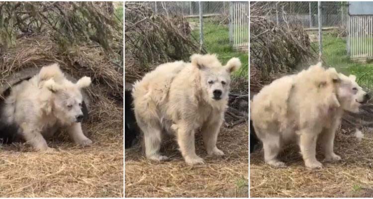 oso.jpg