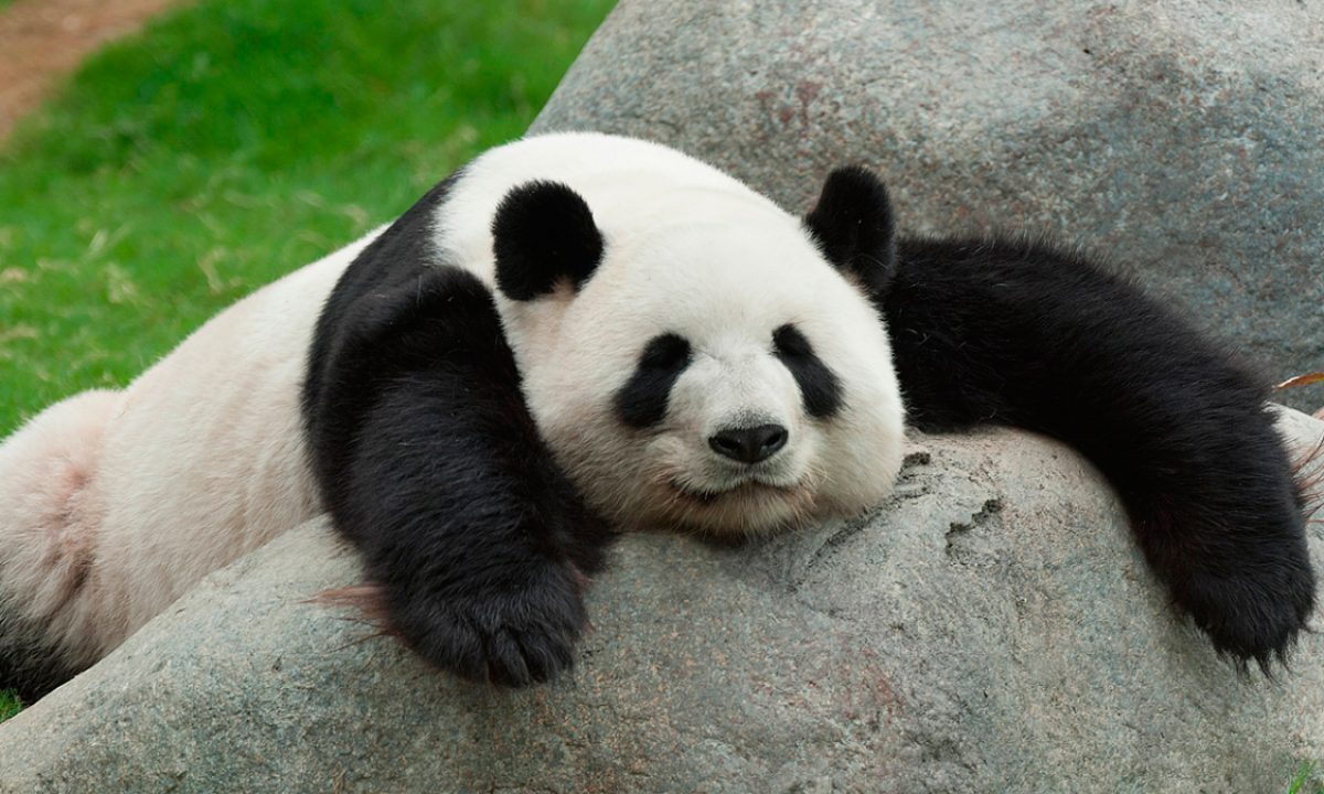 oso-panda-e1610109009590.jpg