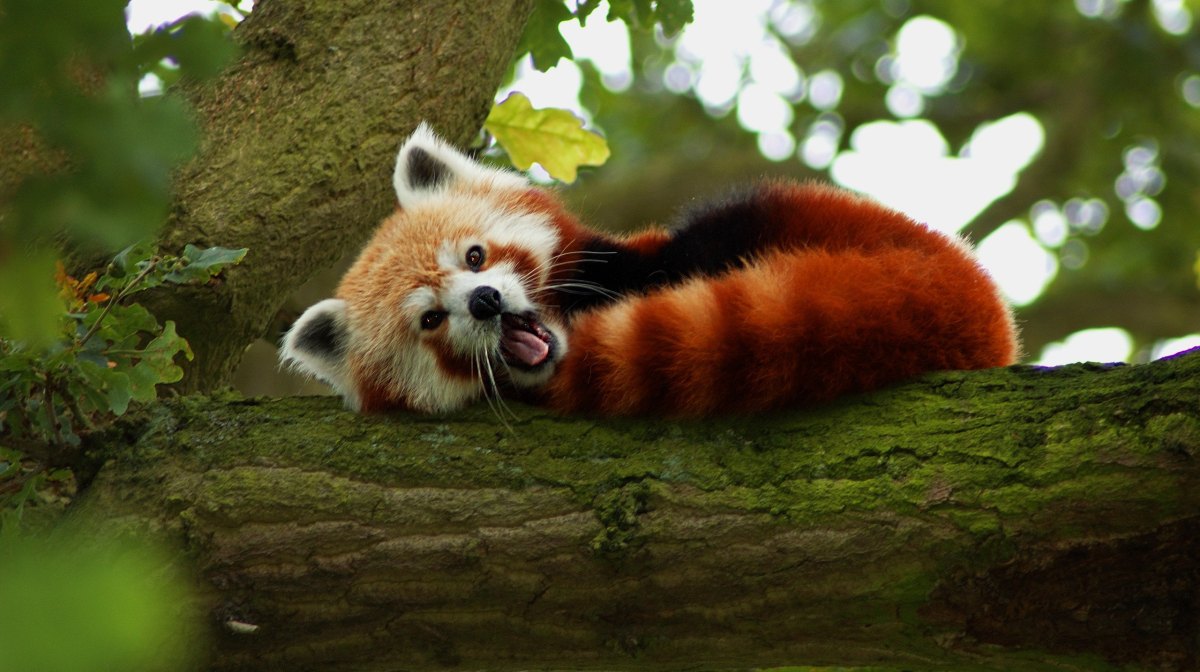 panda-rojo-el-pequeno-mamifero-del-himalaya-en-peligro-de-extincion-asia.jpg