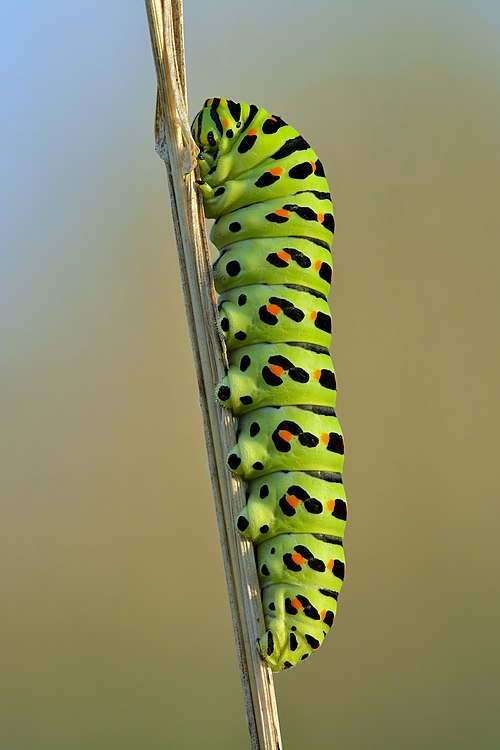 Papilio_machaon_caterpillar_(side_view)_-_Keila.jpg