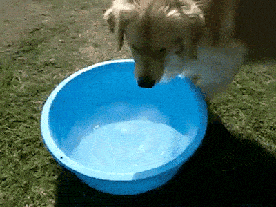 perro-agua.gif