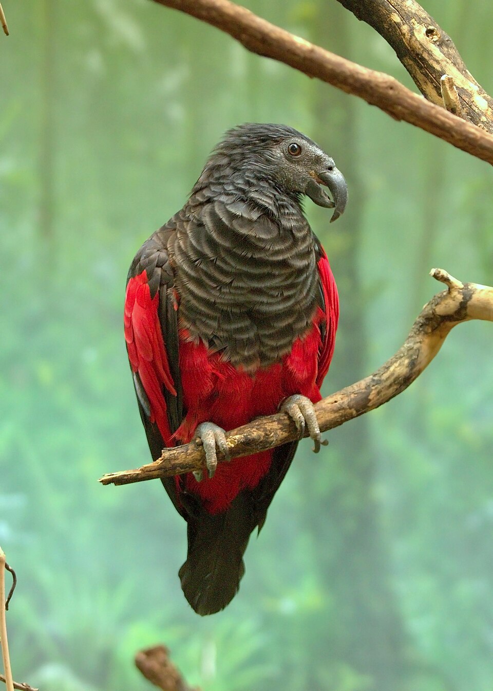 PesquetsParrot03.jpg