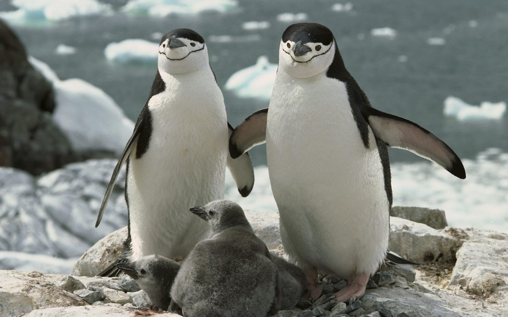 Pingüinos1.jpg