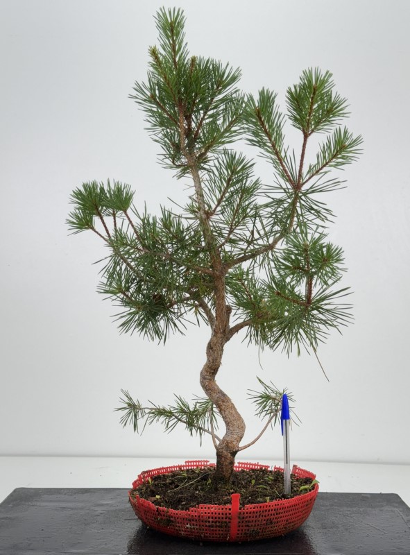 pinus-sylvestris-pino-s-europeo-i-8115.jpg