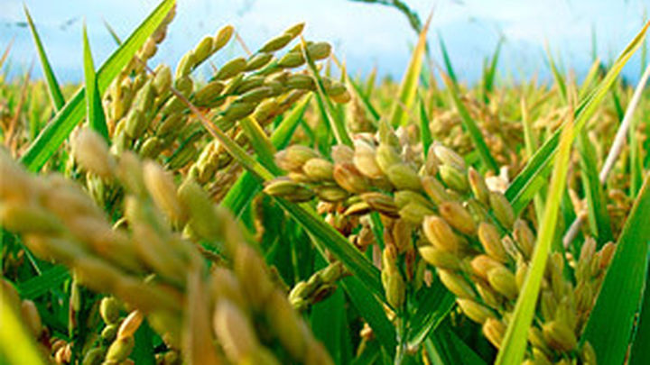 Planta-arroz_1551454845_1678331_720x405.jpg