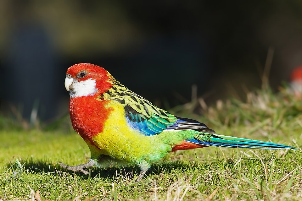 Platycercus_eximius_diemenensis_female.jpg