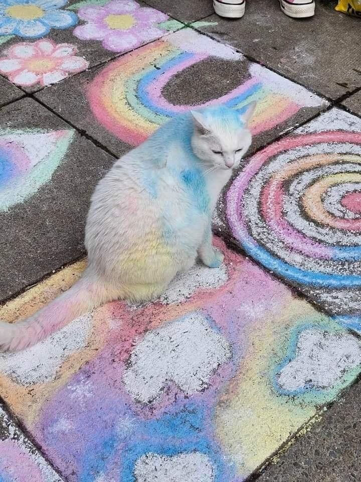 poetgato.jpg