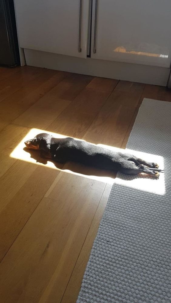 poetiperro.jpg