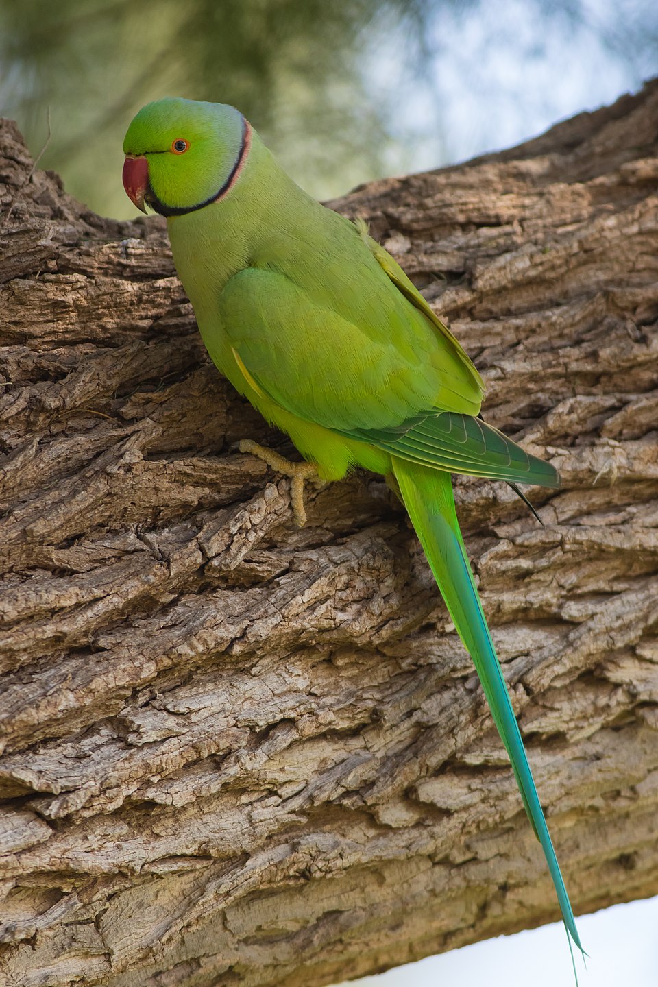 Psittacula_krameri,_Israel.jpg