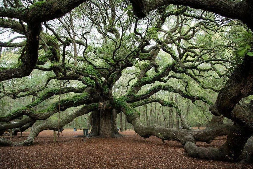 Roble de Ángel. El árbol vivo más antiguo al este del Misisipi.png