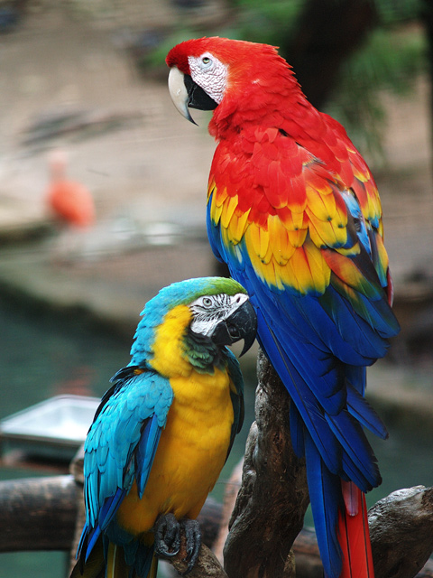 Scarlet_Macaw_and_Blue-and-gold_Macaw.jpg
