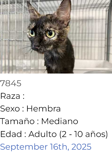 Screenshot 2025-09-26 at 17-36-14 Website of the Vitoria-Gasteiz City Council - Mascotas para ...png