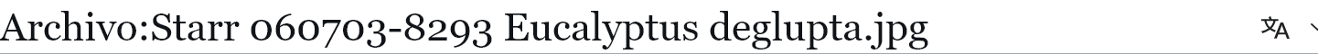 Screenshot 2025-11-24 at 17-50-23 Archivo Starr 060703-8293 Eucalyptus deglupta.jpg - Wikipedi...png