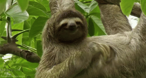 sloth-scratch.gif