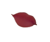 spcouple20230724 r png (1).png
