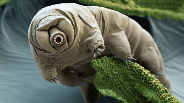 tardigrado.jpg