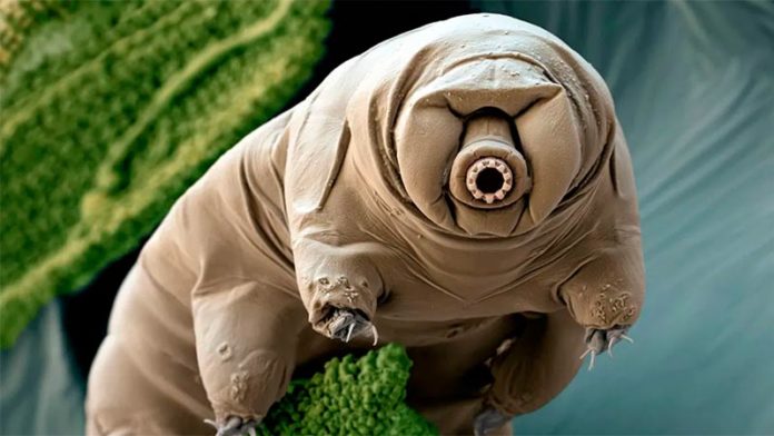 tardigrado2-696x392.jpg