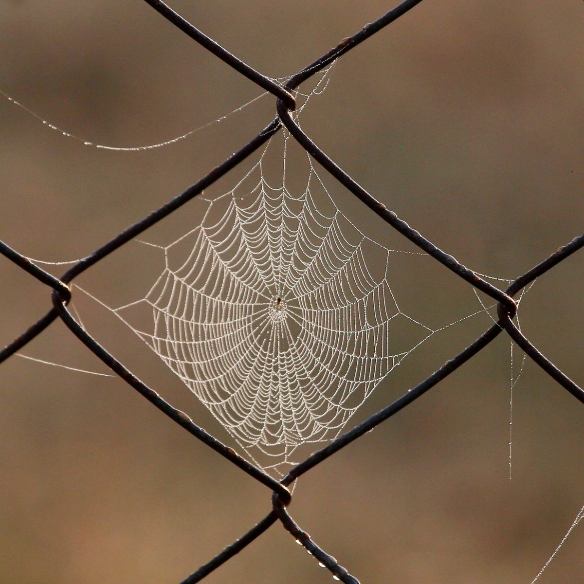 Telaraña que engaña.jpg