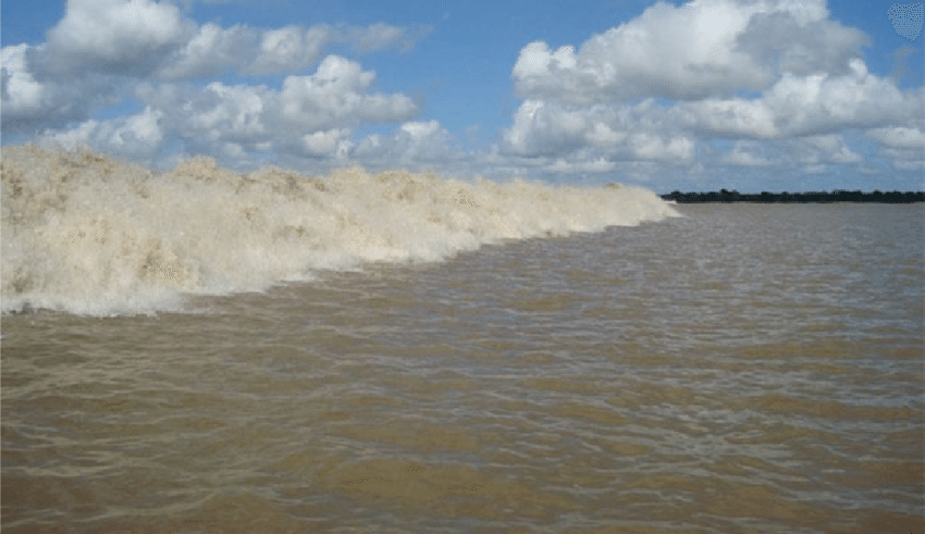 Tidal-bore-pororoca-at-Araguari-river-mouth-Date-30-October-2008-Photo-Valdenira.png