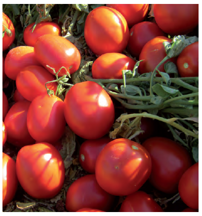 tomate-ab-8058-1000-s.png